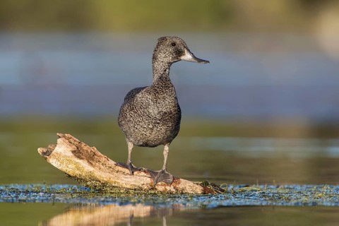 Freckled Duck (Stictonetta naevosa) female, Victoria, Australia