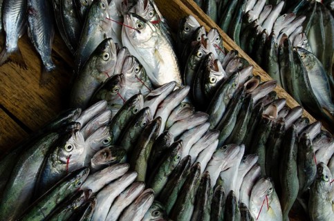 Trabzon, Turkey. September 8th 2014 Fish from the Black Sea for sale in Trabzon fish market,