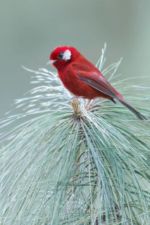 Red Warbler (Cardellina rubra) perched on a branch in Oaxaca, Mexico