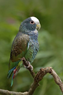 Green and grey parrot, White-crowned Pionus, White-capped Parrot, Pionus senilis, in Costa Rica.
