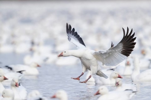 Snow Goose (Anser caerulescens) flying, Quebec, Canada