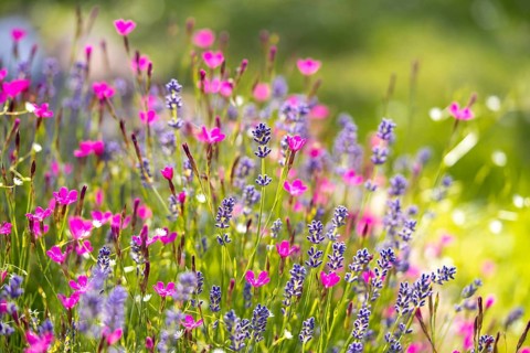 A colorful meadow featuring vivid lavender and pink wildflowers in full bloom. The bright blossoms