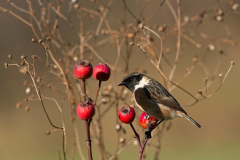 European Stonechat (Saxicola rubicola) male perched on a twig, Rimini, Italy