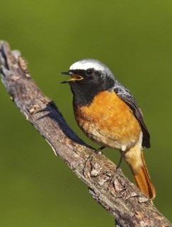Common Redstart (Phoenicurus phoenicurus) male singing, Portalegre, Portugal