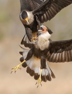 Northern Crested Caracara (Caracara cheriway) fighting, Texas, USA