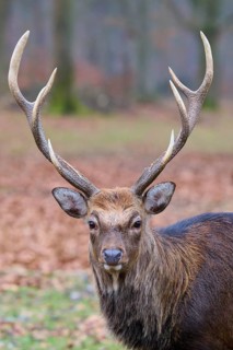 A stag with large antlers stands in the forest on leaf-covered ground, Sika deer (Cervus nippon),
