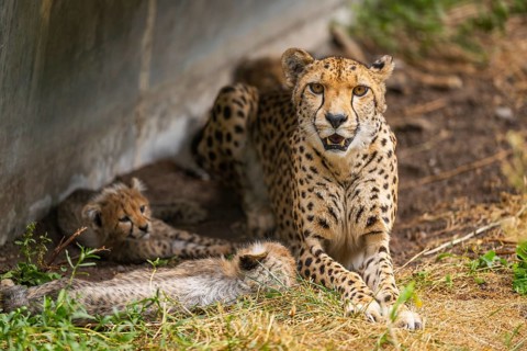 Cheetah (Acinonyx jubatus) mother with her youngster, captive, occurrence Africa