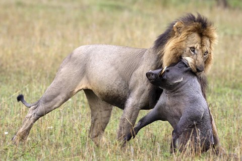 African Lion (Panthera leo) carries a killed female Warthog (Phacochoerus aethiopicus), Masai Mara,
