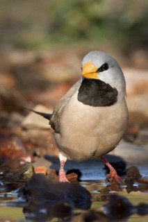 Long-tailed Finch (Poephila acuticauda), Kimberley, Western Australia, Australia