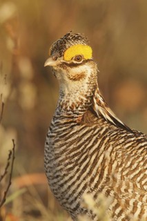 Lesser Prairie Chicken (Tympanuchus pallidicinctus) male, New Mexico, USA