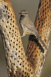 Cactus Wren (Campylorhynchus brunneicapillus), Arizona, USA