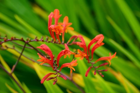 Vivid orange and red flowers against a blurred green background, Montbretie, Cawdor, Nairn,