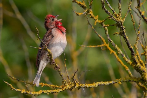 Common Rosefinch (Carpodacus erythrinus) male singing, Mecklenburg-Western Pomerania, Germany