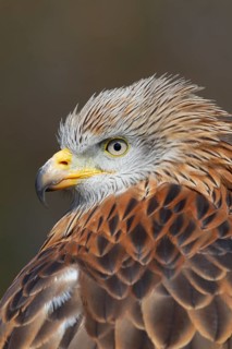 Red kite (Milvus milvus) adult bird of prey raptor head portrait, England, United Kingdom