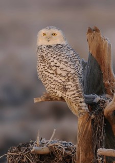 Snowy Owl (Bubo scandiacus), British Columbia, Canada