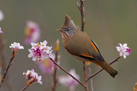 Stripe-throated Yuhina (Yuhina gularis), Darjeeling, India