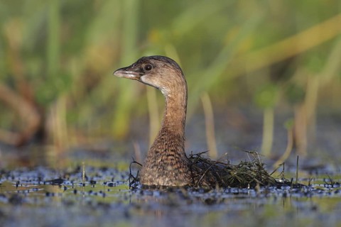 Pied-billed Grebe (Podilymbus podiceps), Florida, USA