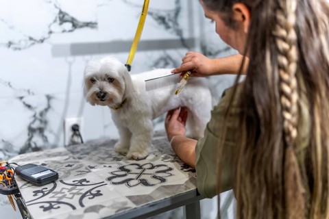 Professional groomer brushing a fluffy white maltipoo on a grooming table, delivering gentle,