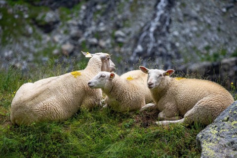 Three sheep (Ovis gmelini aries) sitting in the grass on a steep mountain meadow, Bernese Alps,