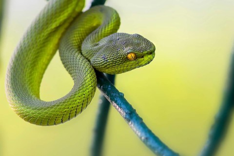 White-lipped pit viper (Trimeresurus albolabris), portrait, West Bengal, India