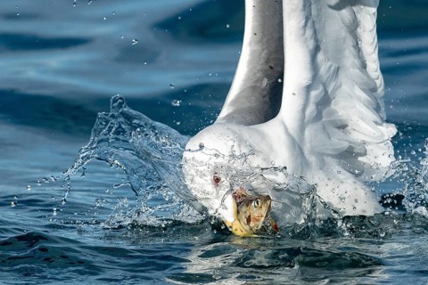 Glaucous-winged Gull (Larus glaucescens) catching fish in flight, Alaska, USA