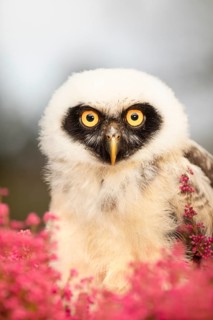 Spectacled Owl (Pulsatrix perspicillata) captive, juvenile, Germany