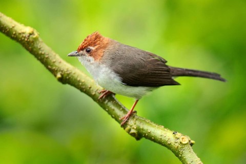 Chestnut-crested Yuhina (Yuhina everetti) perched on a branch, Sabah, Malaysia