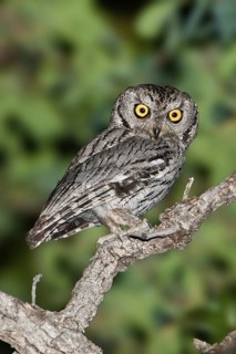 Western Screech Owl (Megascops kennicottii), Arizona, USA