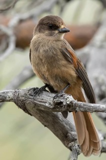 Siberian Jay (Perisoreus infaustus), Dalarna, Sweden