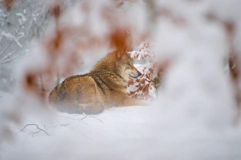 A sitting wolf, partially obscured by shadowy snow branches, resting in winter, Winter, Wolf (Canis