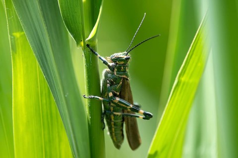 Locust of the genus Chromacris speciosa, the soldier grasshopper, seen in Buenos Aires, Argentina