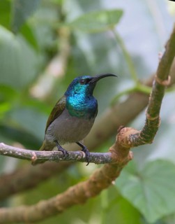 Green-headed Sunbird (Cyanomitra verticalis) male, Uganda