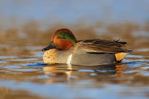 Green-winged Teal (Anas carolinensis) male, British Columbia, Canada