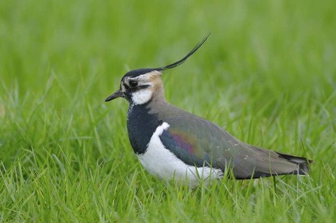Kiebitz (Vanellus vanellus), Lapwing, im Prachtkleid, morgens, April, NSG Dingdener Heide,