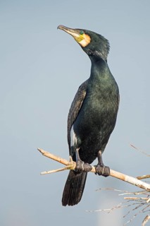 Great Cormorant (Phalacrocorax carbo), Saxony-Anhalt, Germany