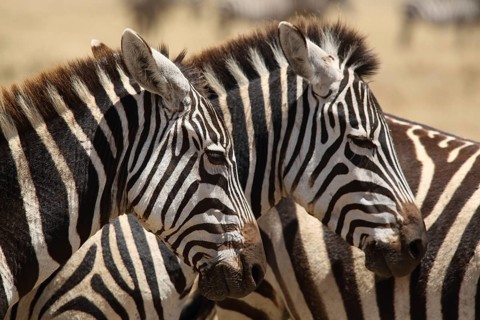 Portrait of two plains zebra (Equus quagga), Ngorongoro Crater, Serengeti, Tanzania, East Africa