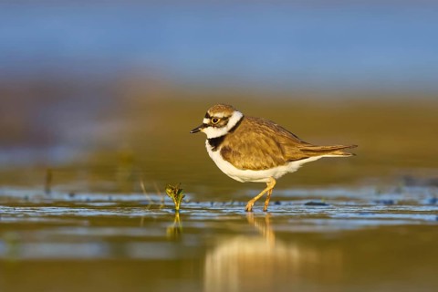 Little Ringed Plover (Charadrius dubius) foraging, North Rhine-Westphalia, Germany