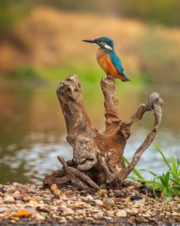 Kingfisher (Alcedo atthis) young male on root, hunting, searching for food, shallow water zone,