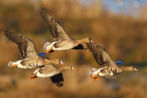 Greater White-fronted Goose (Anser albifrons) flying, North Rhine-Westphalia, Germany