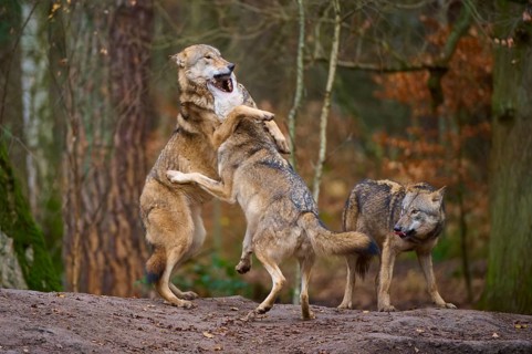 Three wolves interacting playfully in a wooded area, Wolf (Canis lupus), Germany