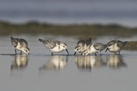 Sanderling (Calidris alba), Ontario, Canada