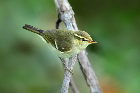 Yellow-browed Warbler (Phylloscopus inornatus) perched on a branch, Phnom Penh, Cambodia