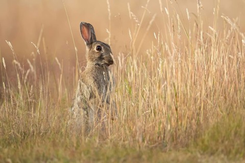 European rabbit (Oryctolagus cuniculus) adult wild mammal feeding in long grass in summer, England,