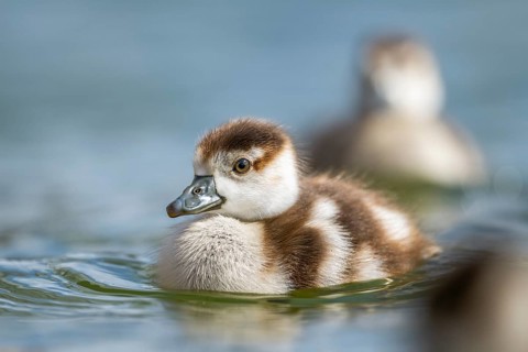 Egyptian goose (Alopochen aegyptiaca) chicks swimming on a lake, Bavaria, Germany