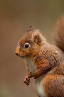 Red squirrel (Sciurus vulgaris) adult animal head portrait in winter, England, United Kingdom