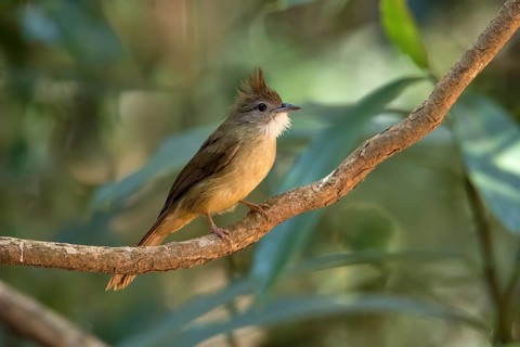 Ochraceous Bulbul (Alophoixus ochraceus hallae) perched on a branch, Di Linh, Vietnam
