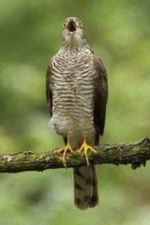 Eurasian Sparrowhawk (Accipiter nisus) calling, Utrecht, Netherlands