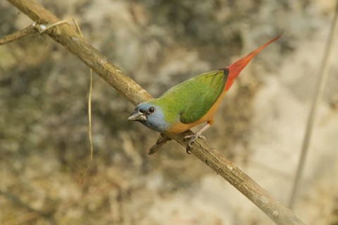 Pin-tailed Parrotfinch (Erythrura prasina) male, Doi Chaing Dao, Thailand