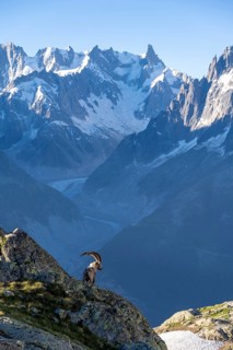 Alpine ibex (Capra ibex), adult male, in front of mountain landscape in morning light, behind