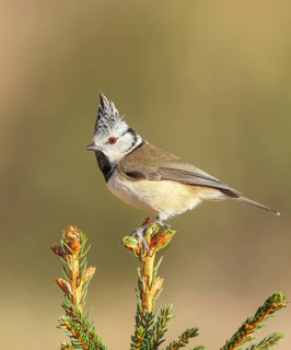 Crested Tit (Parus Scalloped ribbonfish) sitting on a spruce top, Wildlife, Animals, Birds,
